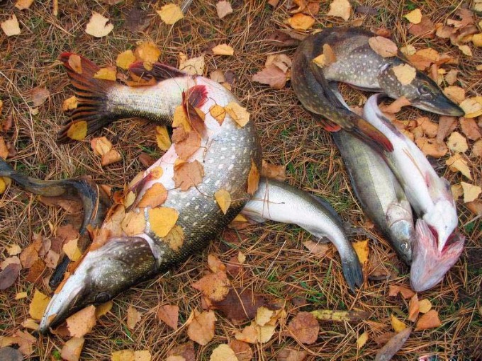 Осенние условия для рыбалки