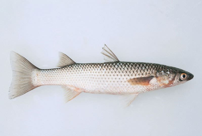 Рыба пеленгас: фото и описание