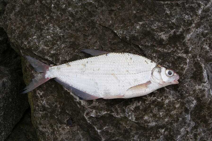 Рыба белоглазка: фото и описание
