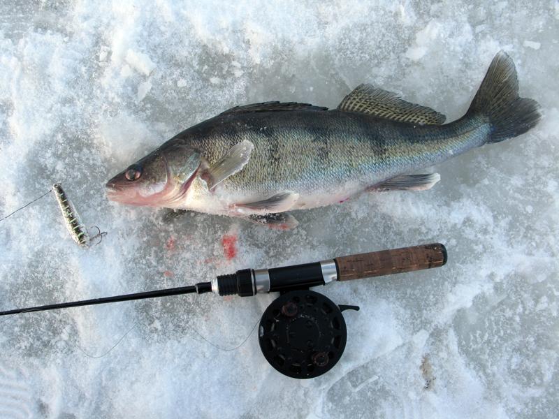 Зимняя рыбалка на берша: особенности и снасти