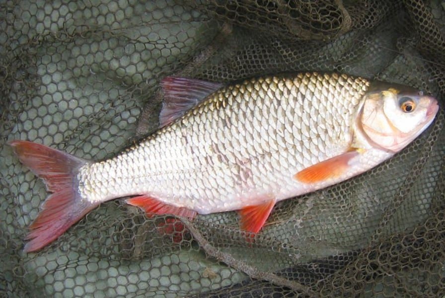 фото рыбы краснопёрка