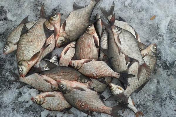 Особенности рыбной ловли в феврале