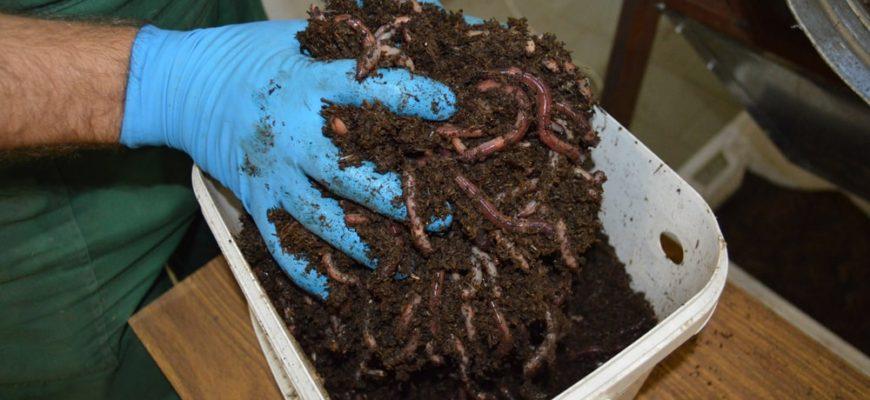 Сколько живет земляной червь: длительность жизни, факторы и влияние на рыбалку 