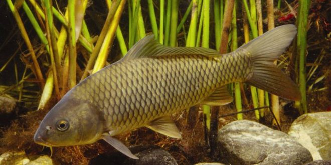 Сазан – одна из крупнейших стайных рыб